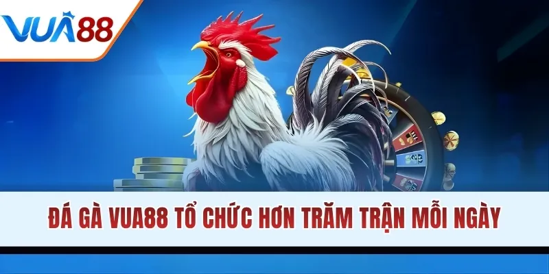 Đá gà VUA88 tổ chức hơn trăm trận mỗi ngày
