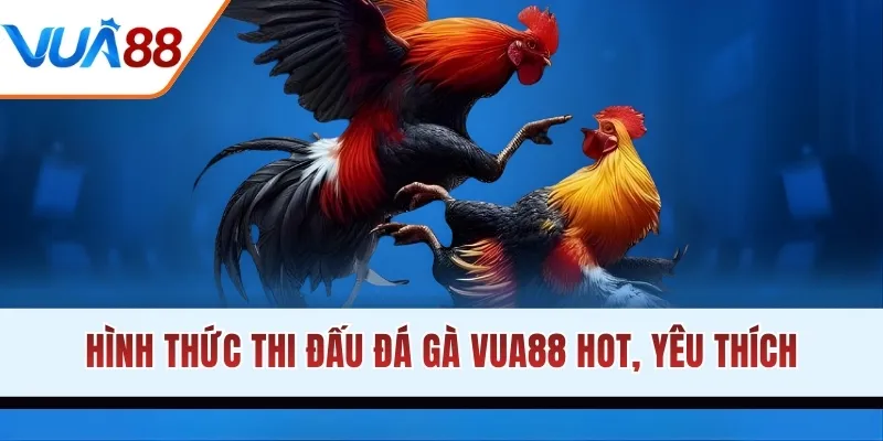 Hình thức thi đấu đá gà VUA88 hot, yêu thích