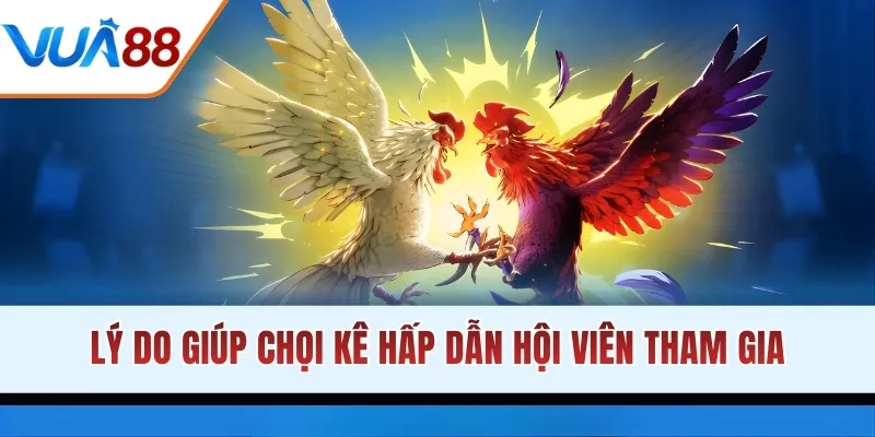 Lý do giúp chọi kê hấp dẫn hội viên tham gia